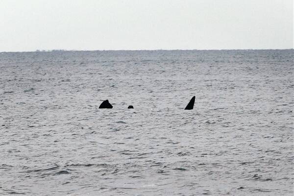 Two whales kept their distance off Warrnambool yesterday, showing the odd fin and tail.