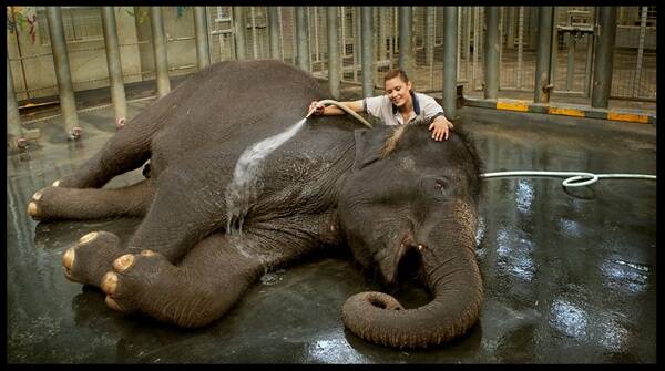 Elephant keeper Erin Ballagh, formerly of Alvie, washes down Kulab, one of the female elephants at the Melbourne Zoo.