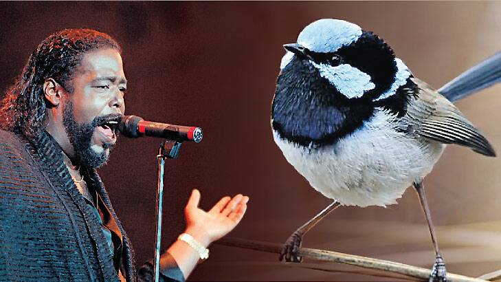 Sound similarities … Barry White had something in common with the fairy wren who is more attractive the deeper his tweet.
