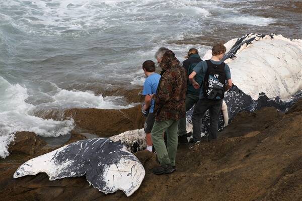 Curious onlookers survey the remains of a humpback whale washed up on the rocks near Thunder Point yesterday. 