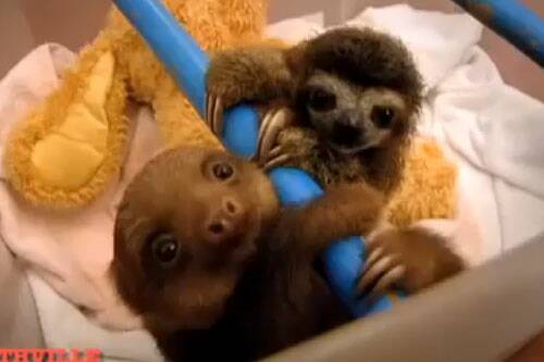 Baby sloth orphanage
