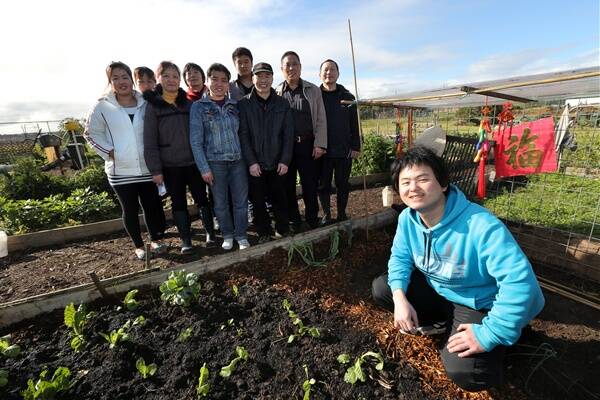 Jingxiong (Leo) Huang, with members of five other Chinese families under threat of deportation, works on his plot in the Warrnambool Community Garden. 