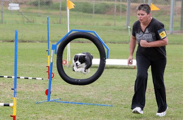 Border collie Jerry shows his jumping skills as trainer Angie Gunther, from Cranbourne, gives directions and encouragement during the Warrnambool Dog Training School’s agility show on Saturday.   