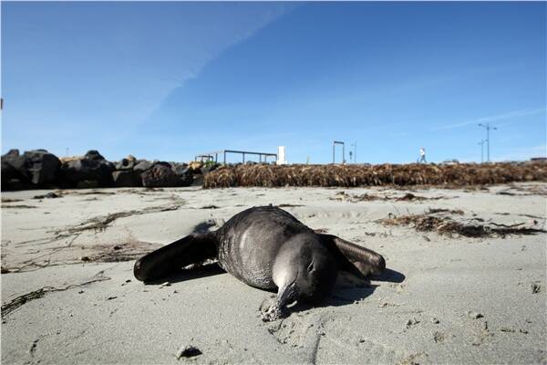One of many dead short-tailed shearwaters found on Warrnambool's main beach.