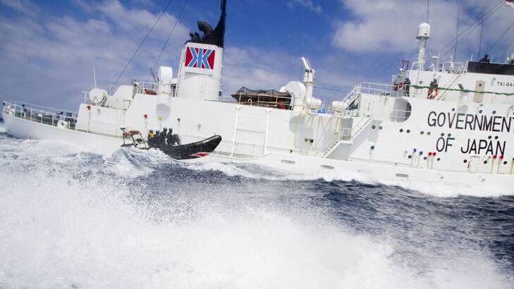 A small boat from the Sea Shepherd vessel, <i>Steve Irwin</i>, makes a reconnaissance trip past the Japanese whaling ship <i>Shonan Maru #2</i> near Freemantle in January 2012. Photo:  Reuters