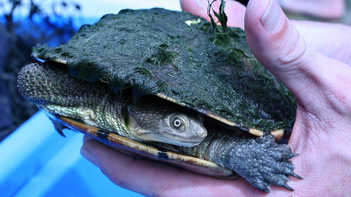 A long-necked turtle. Photo: ROBERT PEARCE