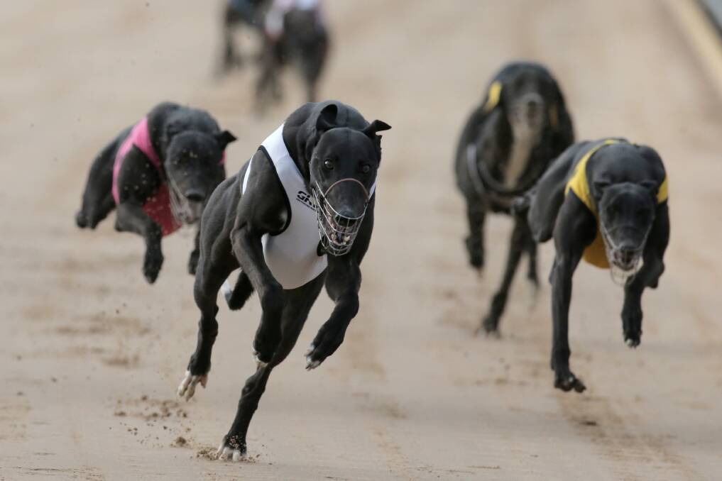 Magnum Oasis (in white) wins heat three at the Seaside Carnival last night.