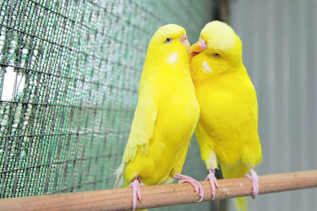 Budgies, bred by Peter Owen, from the South West Victoria Budgerigar Society.