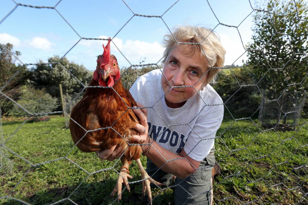 Pav Luke has replaced the chickens killed by three dogs roaming in Allansford. Mrs Luke spoke up about the incident after a report last month about another dog attack.