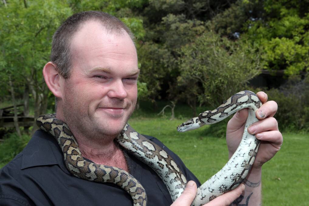 Snake catcher and owner of Westvic Reptiles, Scott Grant, gets to grips with a jungle carpet python. 