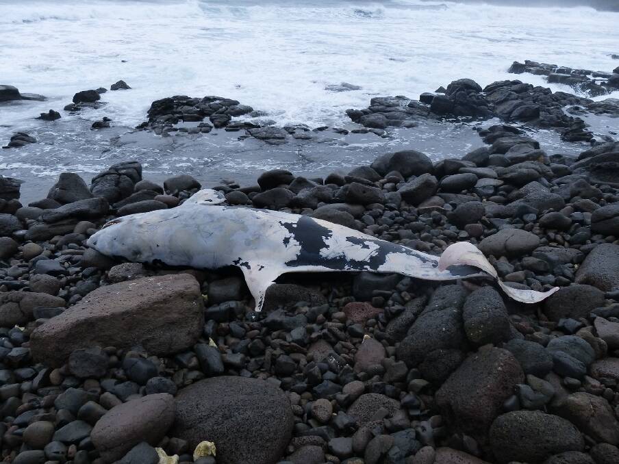 The dead killer whale rests on rocks beside the sea in Portland. Picture: SUPPLIED
