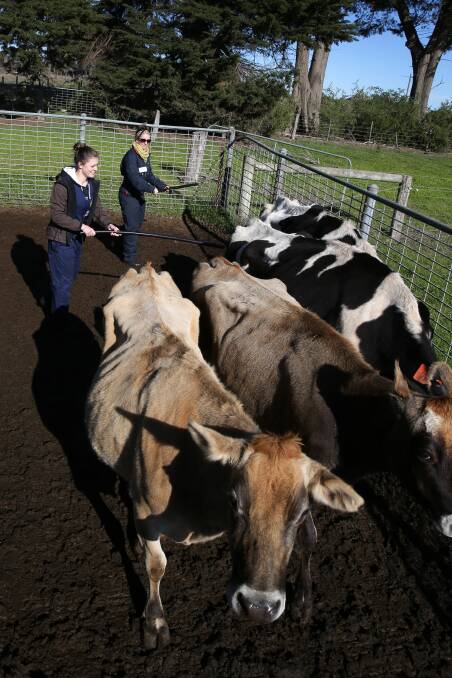 Global appeal: first-year veterinary students Cassandra Lillie (left), of Massachusetts, and Brittany Shuster, of Hawaii, practise moving cattle during their stay at Glenormiston College. 