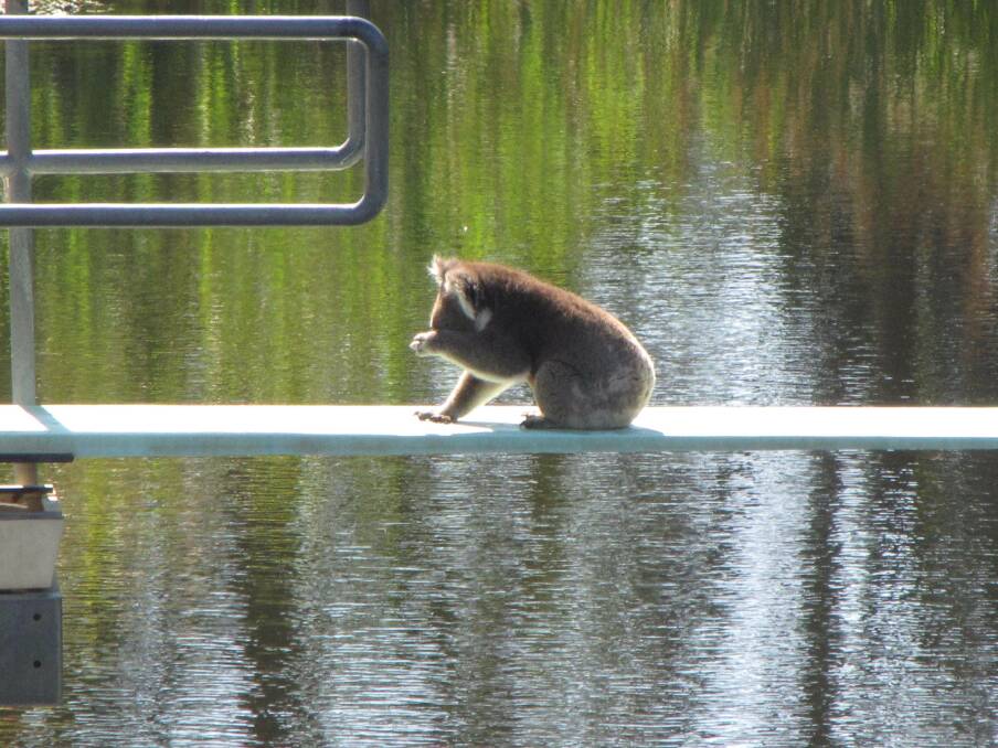 As the mercury climbed on Saturday, this koala was spotted on the diving board at the Panmure swimming hole. Pictures: Paul Moroney