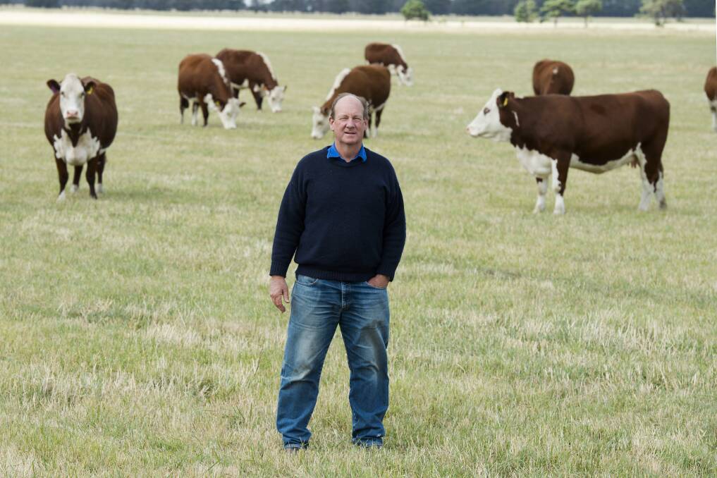 Peter Allen with some of the cattle at South Boorook Hereford stud which is holding its final sale next month.