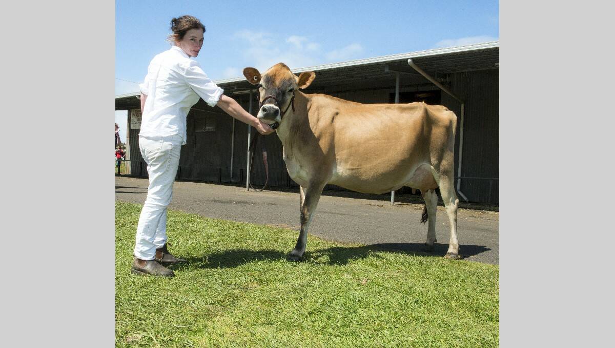 Warrnambool Show 2013:  This two-year-old Jersey, Jackiah Blackstone Moyawinks, won the interbreed dairy heifer prize for owners Belinda Egan (pictured) and partner Simon Reid of Garvoc.  131026SH15 Picture: STEVE HYNES