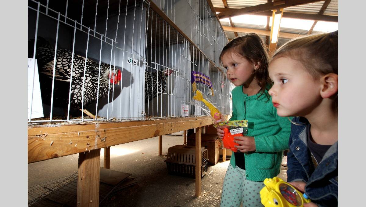 Warrnambool Show 2013: 6 yr old Evie McCosh and 4 yr old Lottie McCosh looking at the poultry.  131026LP23 Picture:LEANNE PICKETT