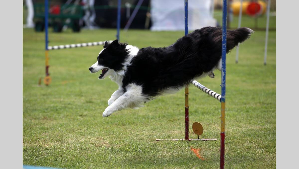 Warrnambool Dog Training School Agility and Jumping Trials at the Harris Street Reserve. Magic Reaction clears the bar.  131103DW49 Picture: DAMIAN WHITE