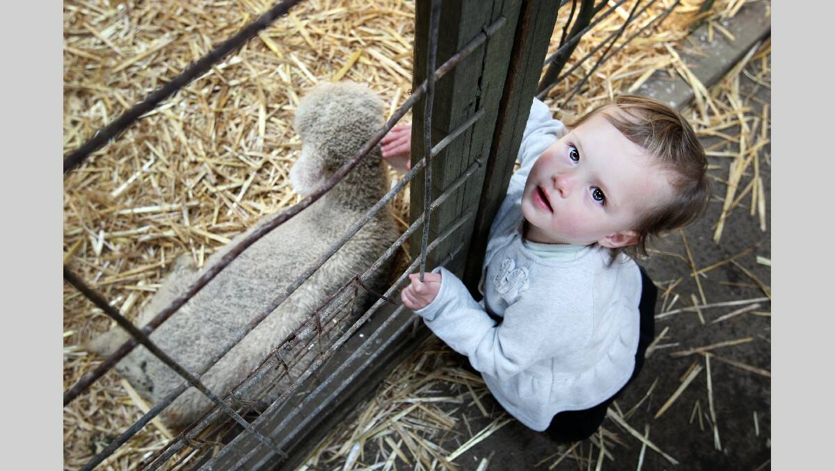 Warrnambool Show 2013: 2 yr old Peyton Chevalier from Portland patting a lamb.  131026LP25 Picture:LEANNE PICKETT