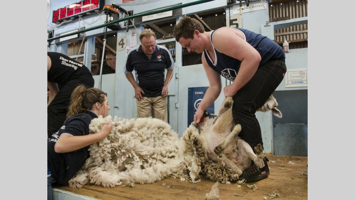 Warrnambool Show 2013: Josh Lilley of Ellerslie competes in a heat of the open shearing competition.   131026SH18  Picture: STEVE HYNES