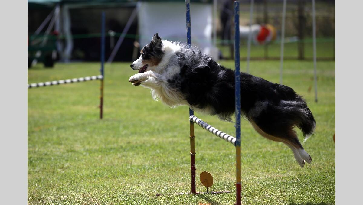 Warrnambool Dog Training School Agility and Jumping Trials at the Harris Street Reserve. Luck Be A Lady with owner Rosaline Twaites.  131103DW50 Picture: DAMIAN WHITE