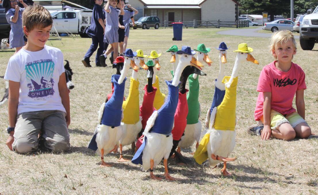 Visiting London brothers Jake and Ben Spencer watch some colourfully attired Indian runner ducks as they practice for tonight’s big race at the Koroit Sheepdog Trials.