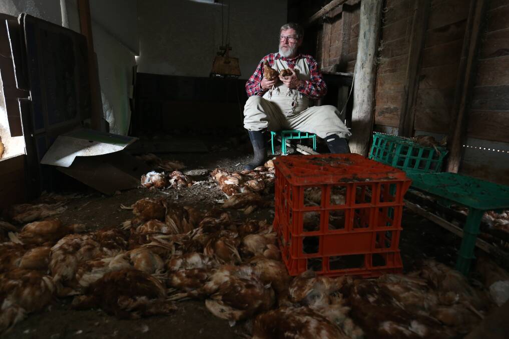 Organic egg farmer Alan ‘Swampy’ Marsh cradles two surviving chickens after rampaging dogs slaughtered almost 1000 of his young hens on a property in Mortlake. 