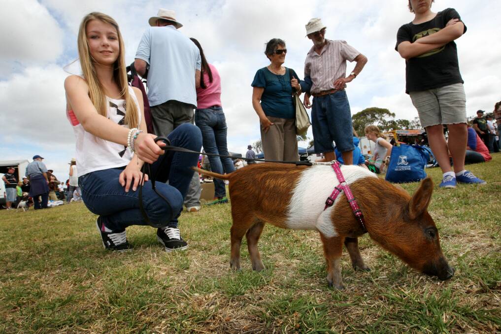 Claire Charman, 15, from Portland, steps out with six-week-old pig Truffles.