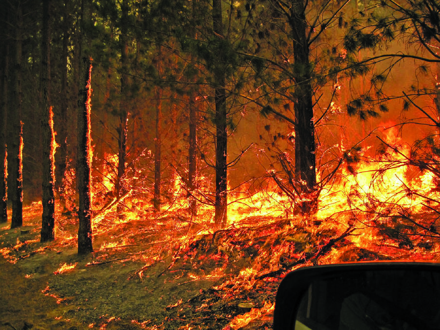 Fire races through a pine plantation on the Kentbruck-Portland Road west of Portland.