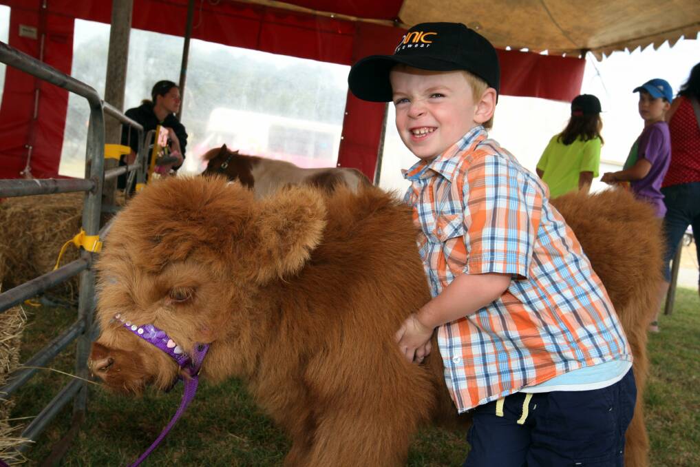 Callum Richardson, from Portland, hugs a shaggy Scottish Highlander calf at last year’s Tyrendarra Show, one of the most popular in the south-west. 