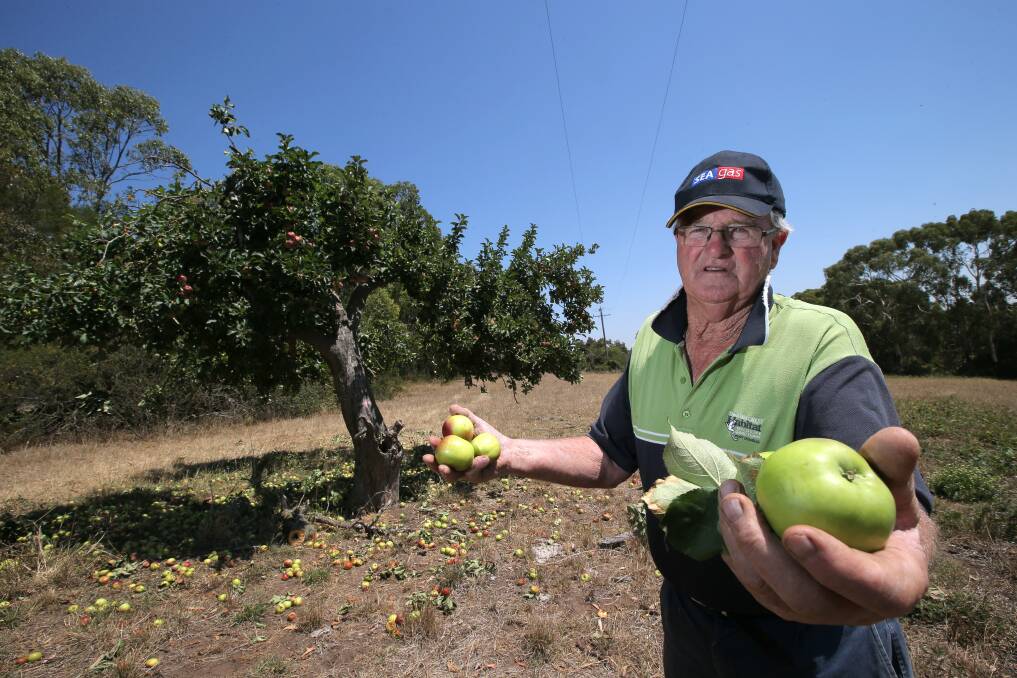 Garvoc farmer Mick Lenehan holds fruit from his century-old apple tree that he says was needlessly chopped back by Powercor contractors. 