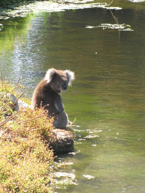 The koala gets close to the Panmure swimming hole.
