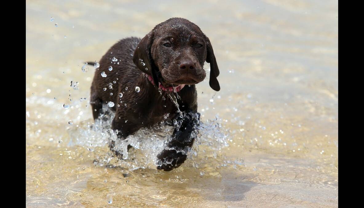 Eight-week-old puppy Katie cooling down at Peterborough beach