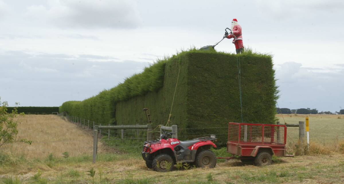 Santa on top of a hedge near Nullawarre.