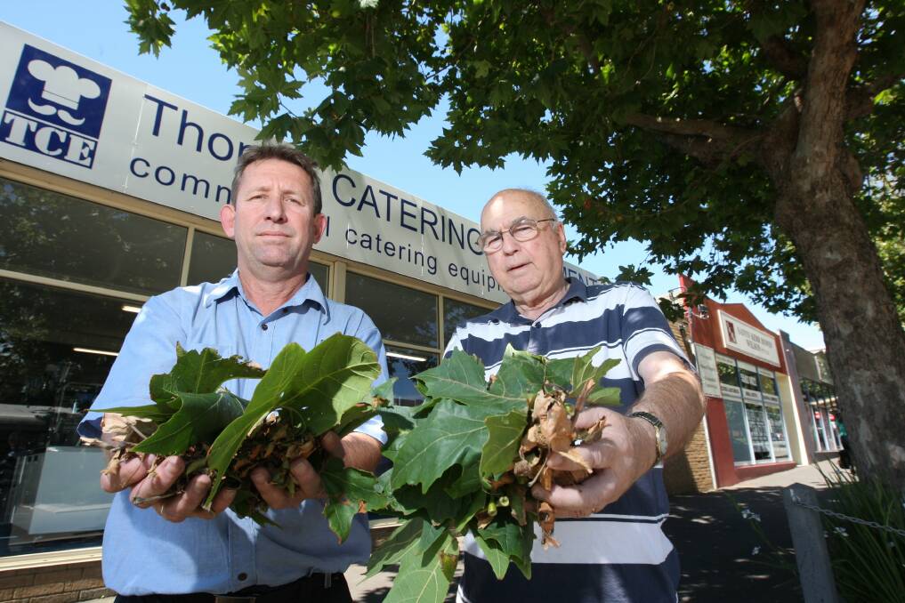 Peter Yates and Noel Thomas show the leaves from the plane trees in Timor Street, Warrnambool that are causing chaos for businesses.