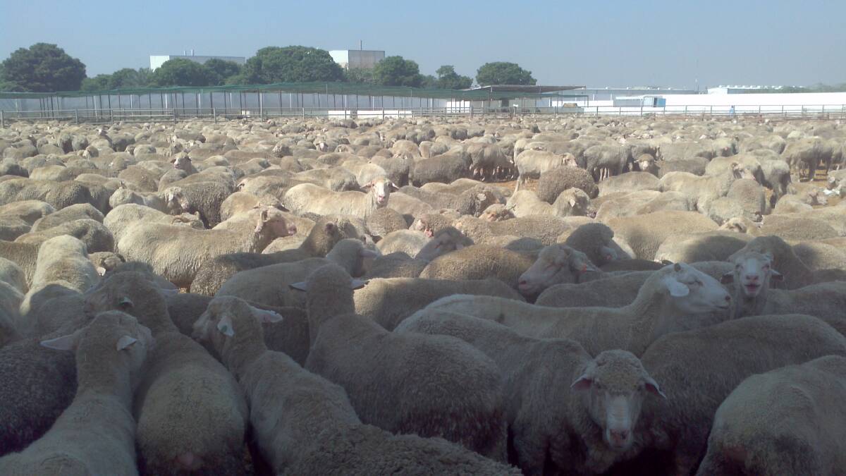 Elders International has made assurances of higher standards after recent footage of 21,000 live sheep brutally culled in Pakistan.