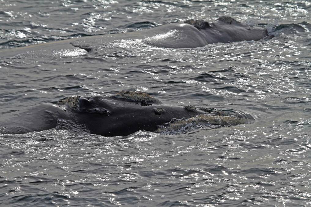 Bob McPherson captured a photo of two southern right whales from the Lee Breakwater in Portland.