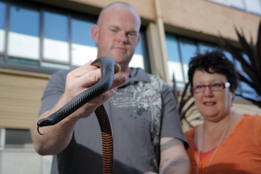 Scott Grant, of Westvic Reptiles, handles a red-bellied black snake, closely watched by South West Healthcare emergency nurse practitioner Kate Sloan.