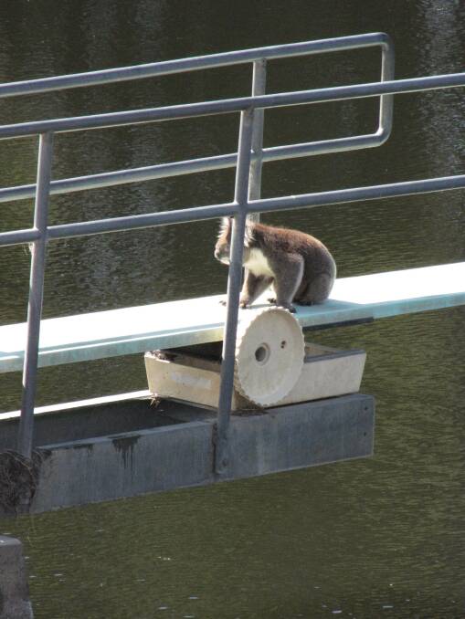 As the mercury climbed on Saturday, this koala was spotted on the diving board at the Panmure swimming hole.