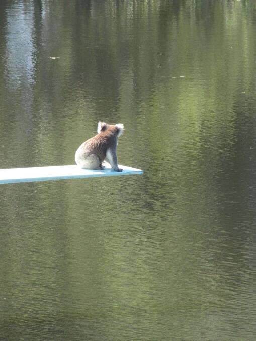 As the mercury climbed on Saturday, this koala was spotted on the diving board at the Panmure swimming hole.