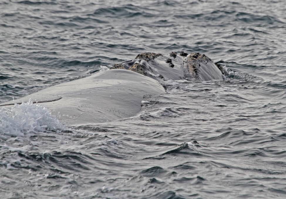 Bob McPherson took this image of a southern right whale from the Lee Breakwater in Portland.