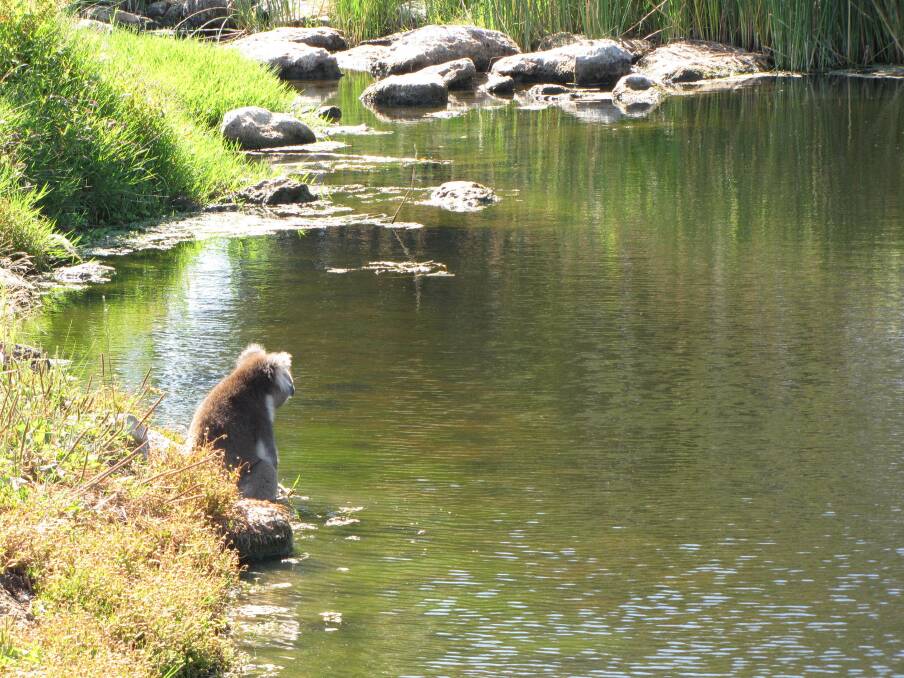 The koala gets close to the Panmure swimming hole.