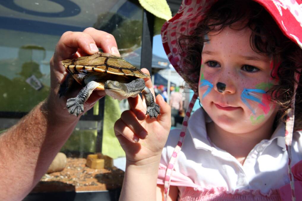 Fionnuala Bailey, 4, from Narrawong looking at a Eastern Long Necked Turtle on display at Jamie & Kim's Mobile Zoo. 