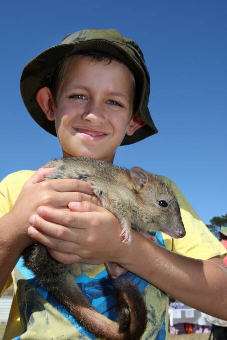 Lewis Hameka, 6, from Portland holding onto a Brushed Tail Bettong from Jamie & Kim's Mobile Zoo. 