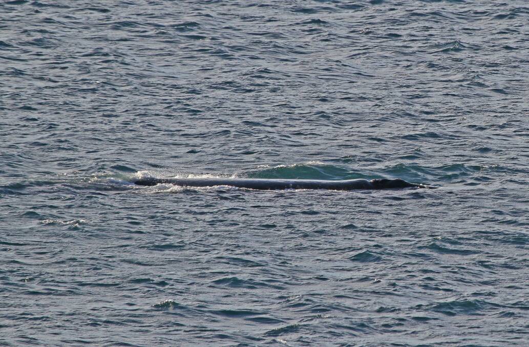 Photographer Bob McPherson snapped this photo of a southern right whale at Portland this morning.