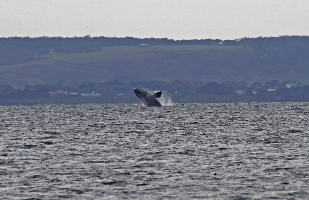 A southern right whale beaches off the coast of Portland today. Photo: Bob McPherson