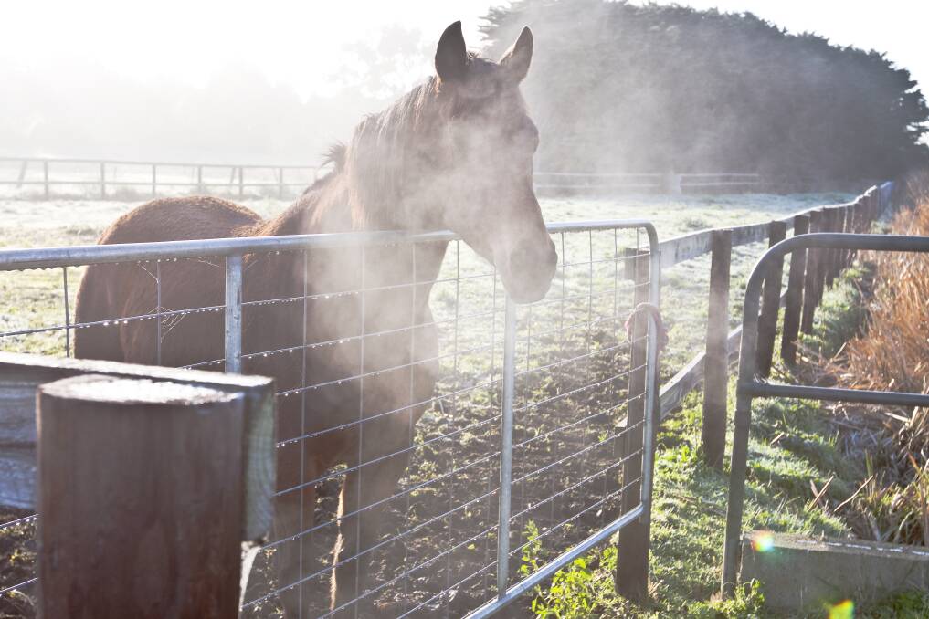 Foggy breath from this horse on Bromfield Street shows how cold it was in Warrnambool this week.