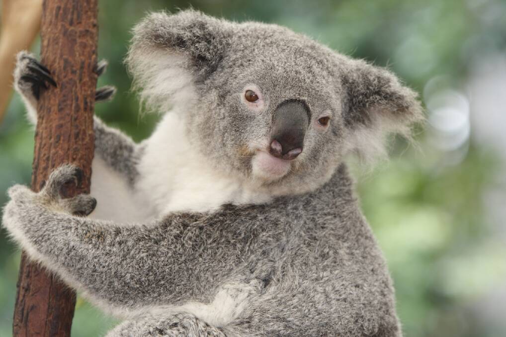 On Friday morning a male koala was hit and left to die on the Penshurst-Warrnambool Road about three kilometres west of Koroit.
