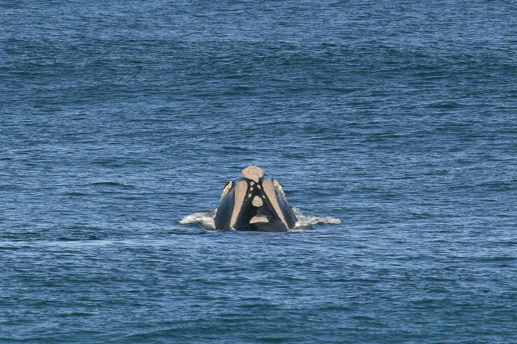 A southern right whale takes a peek out of the water at Logan's Beach.