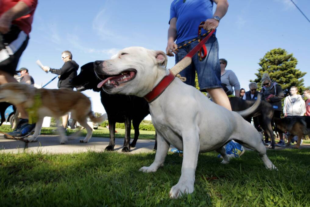 Staffy Baci is eager to keep walking with the rest of the pack at the Million Paws Walk.