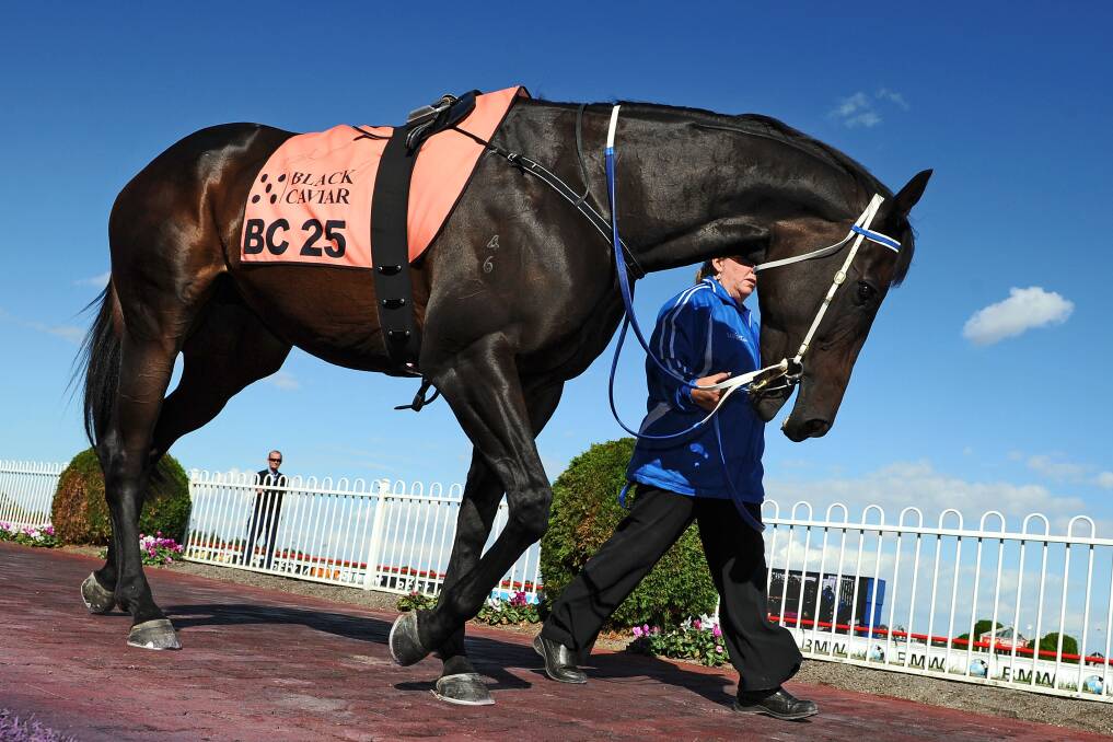 Black Caviar will not appear at Warrnambool's May races.